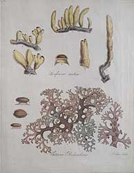tripe de roche